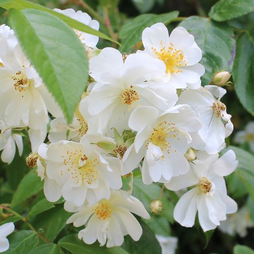 Gärtnerei - Rosa Bobbie James - weiß - ramblerrosen - stark duftend - Sunningdale Nursery - Ihre kleinen, halbgefüllten, cremeweißen Blüten blühen in großen Gruppen.